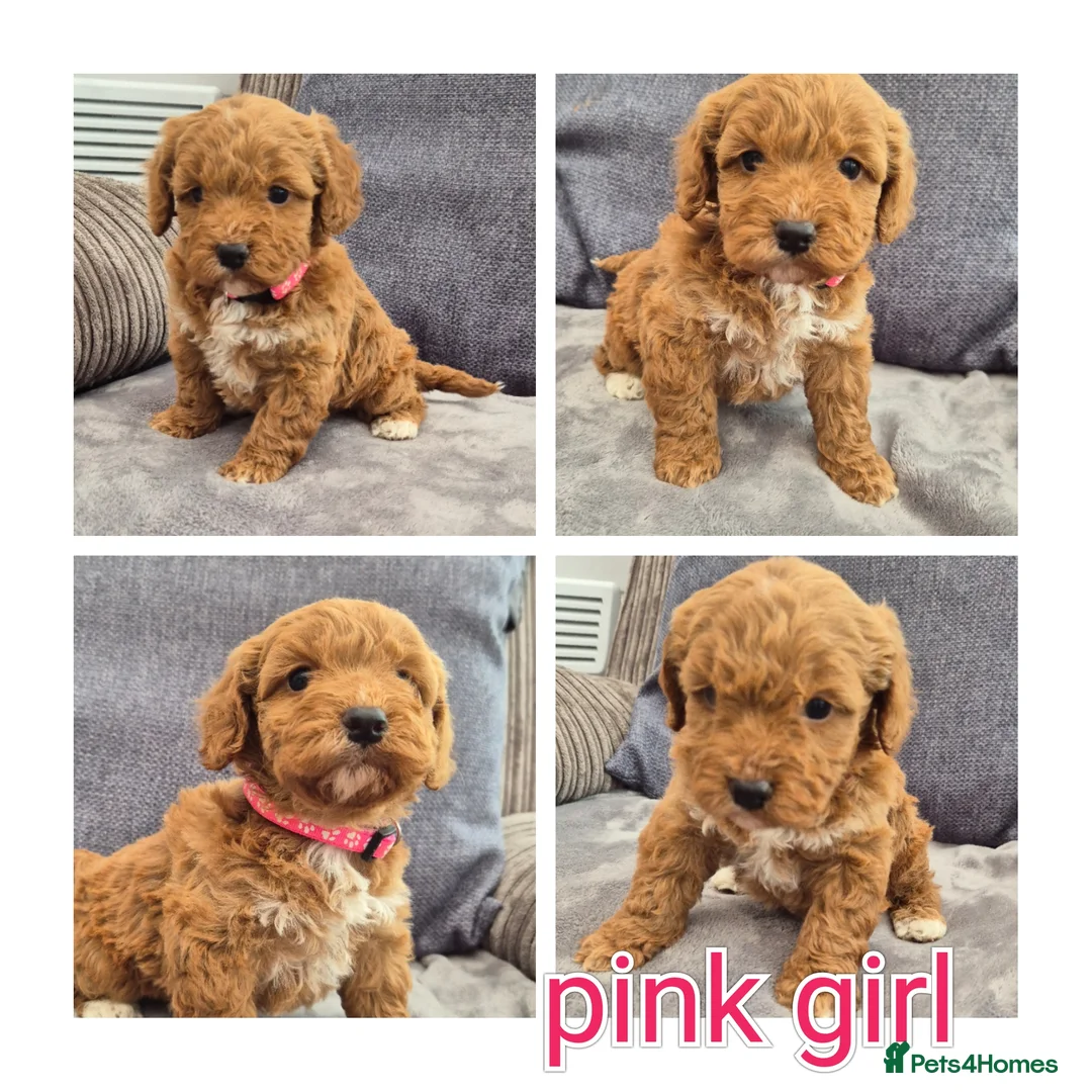 Cockapoo dogs for sale: Cockerpoo puppies  - Advert 2