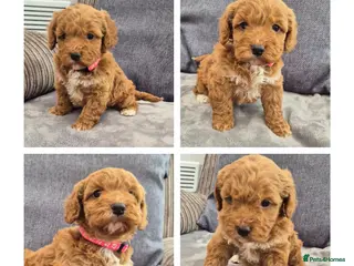 Cockapoo dogs Cockerpoo puppies - Advert 6