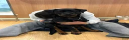 Rottweiler dogs for stud: KC Registered Proven Health Tested Rottweiler Stud - Advert 12