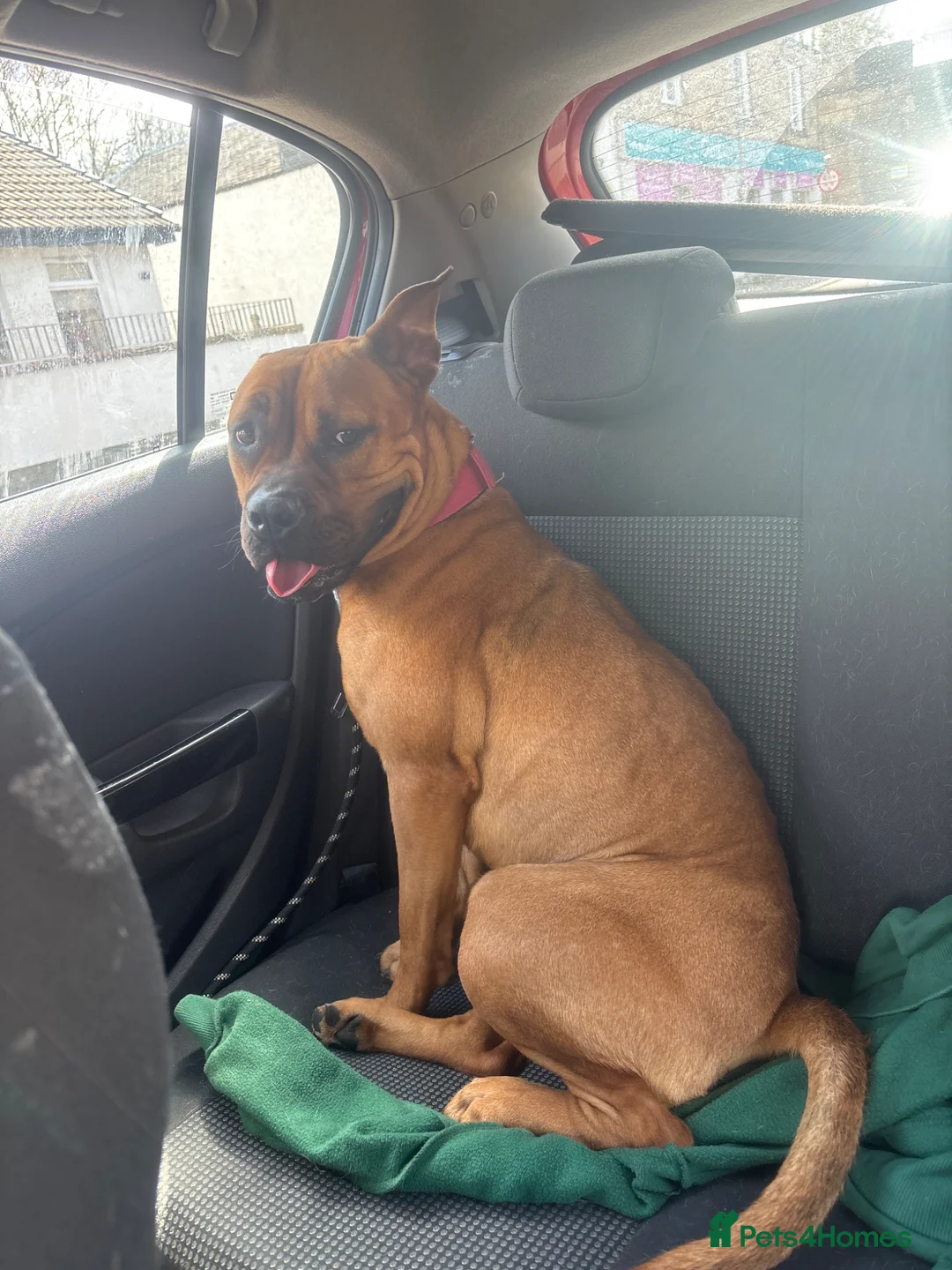 Mixed Breed dogs for sale: Maya dog in Glasgow - Advert 5