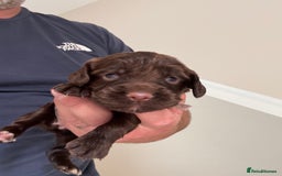 Cocker Spaniel dogs for sale: Well bred KC working cockers  - Image 9