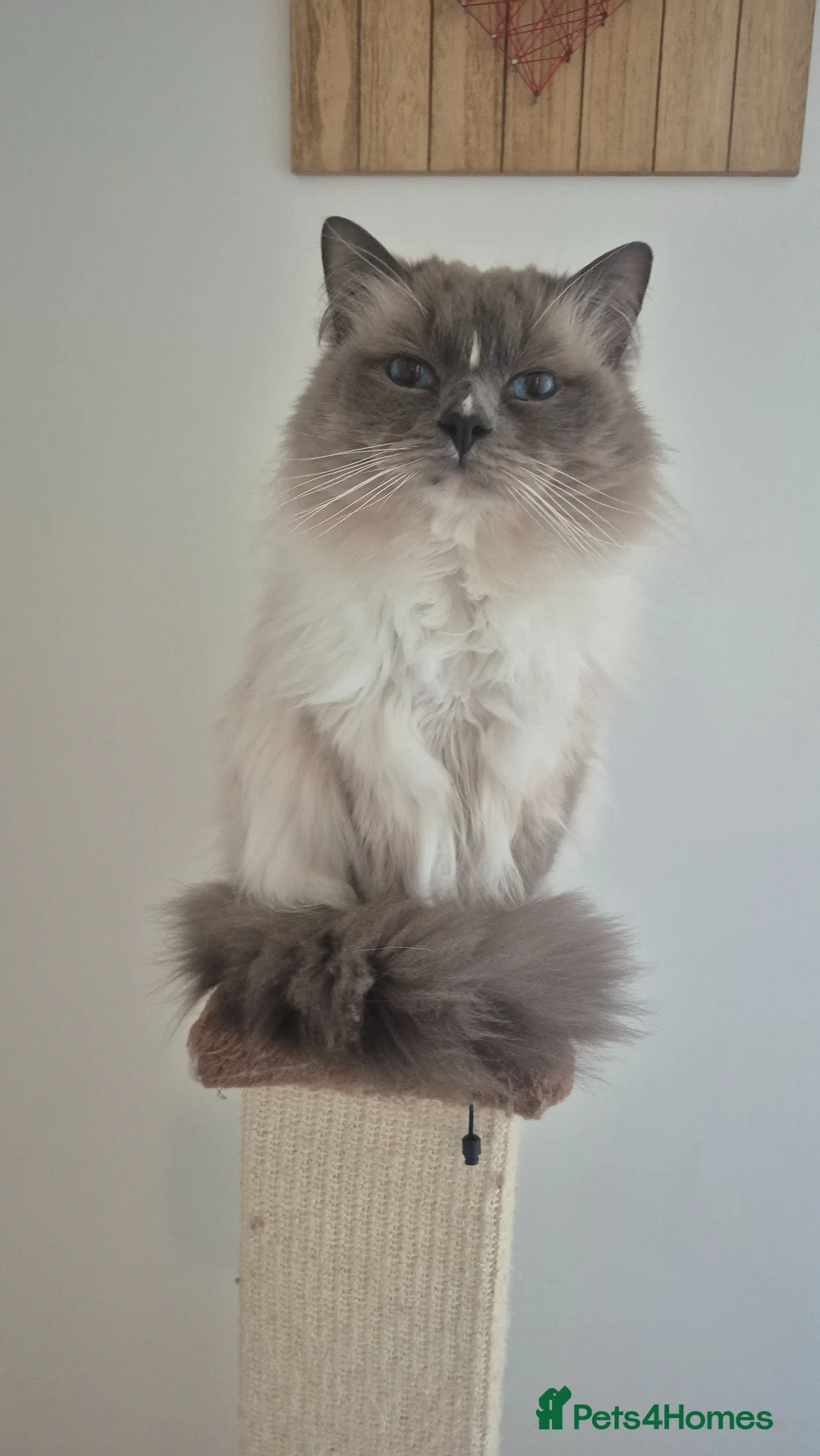 Ragdoll cats for sale: 3 Beautiful Ragdoll Kittens - Advert 2