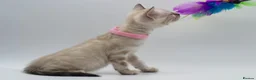 Bengal cats for sale: TICA Registered Brown & Snow Lynx Bengal Kittens - Advert 36