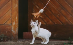 Siamese cats for adoption: Siamese cross and Tortoiseshell sister - Image 8