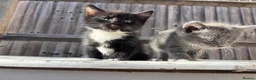 Mixed Breed cats for sale: Kitten looking for a Loving home  in Coulsdon - Advert 4