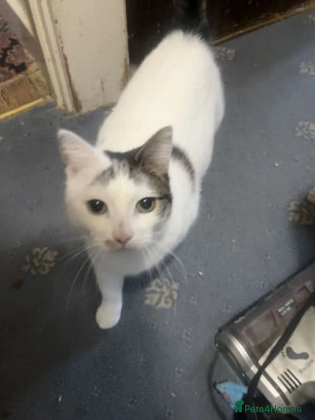 Mixed Breed cats for adoption: BELLA - Advert 9