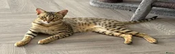 Savannah cats for sale: Beautiful F5 Savannah Kitten Squealer - Advert 1