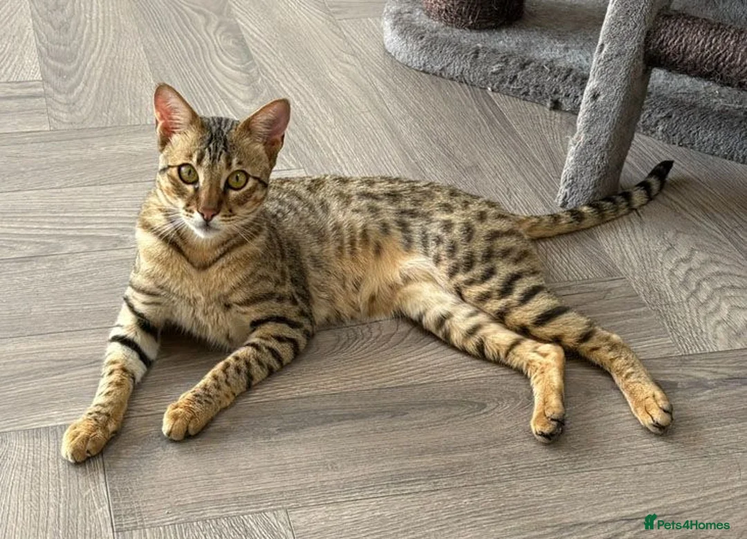 Savannah cats for sale: Beautiful F5 Savannah Kitten Squealer - Advert 1