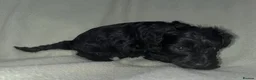 Schnoodle dogs for sale: Schnoodle pups for sale. Ready 11th October.  - Advert 29