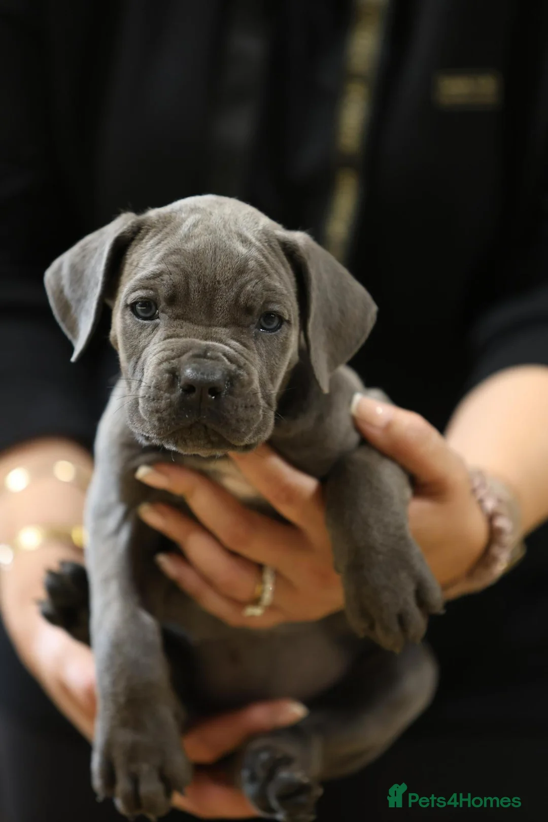 Cane Corso dogs for sale: HANDSOME CANE CORSO PUPPIES - Advert 1