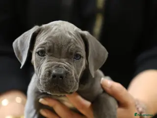 Cane Corso dogs HANDSOME CANE CORSO PUPPIES - Advert 1