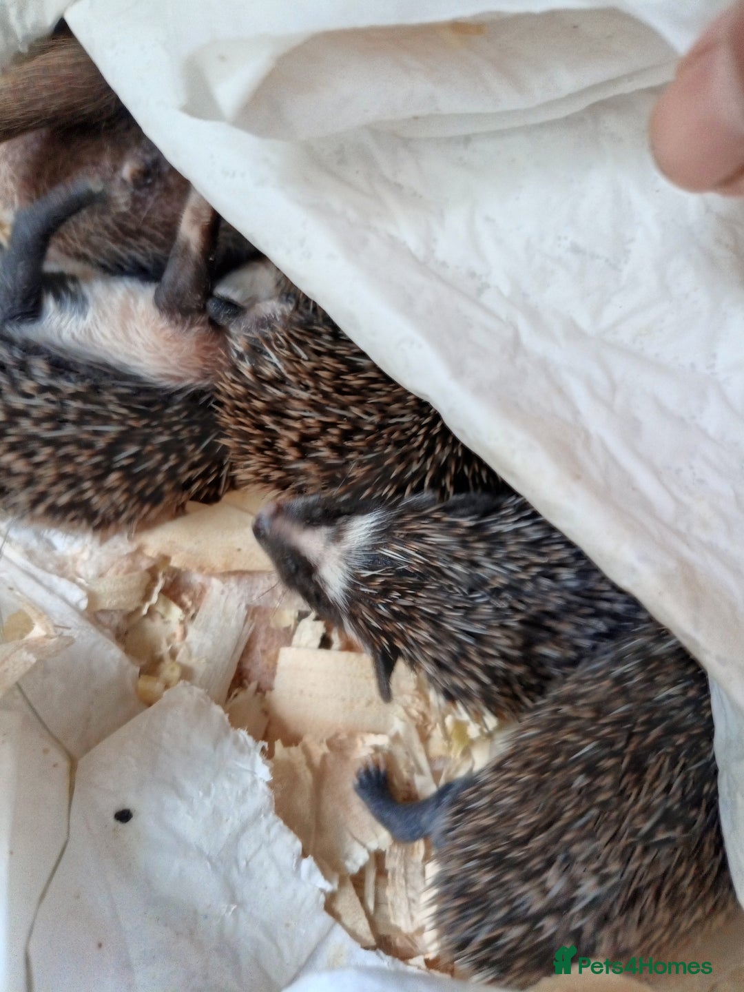 Pygmy Hedgehog rodents for sale: african pygmy hedgehogs - Image 3