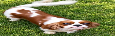 Cavalier King Charles Spaniel 1