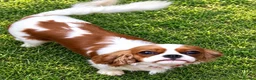 Cavalier King Charles Spaniel dogs for sale: ❤️🐾 THIS CUTIE IS LOOKING FOR HER FOREVER 🏠! 🐾 - Advert 6