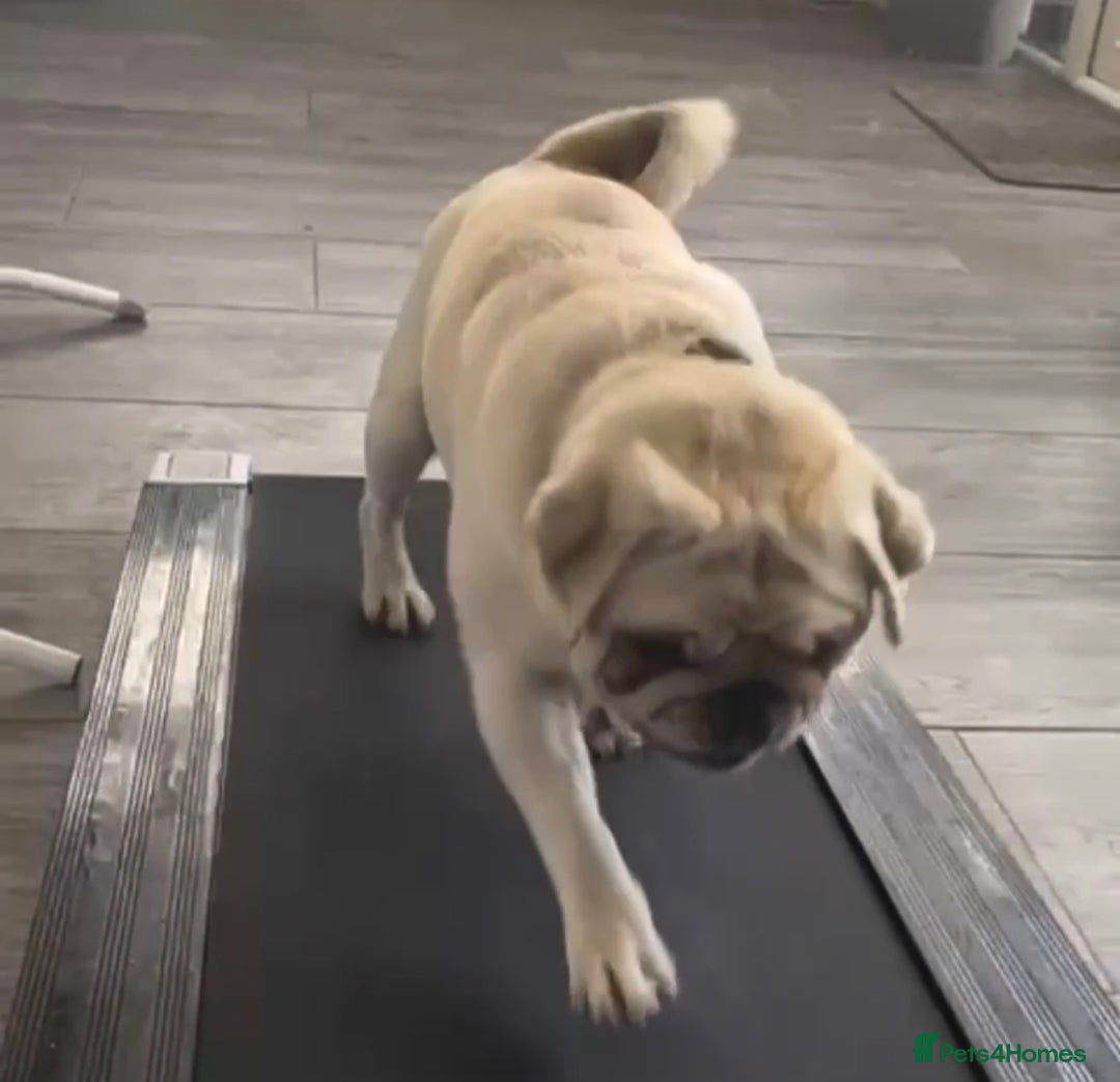 Mixed Breed dogs for sale: Rehoming - Chow Chow & two Pugs  - Advert 14