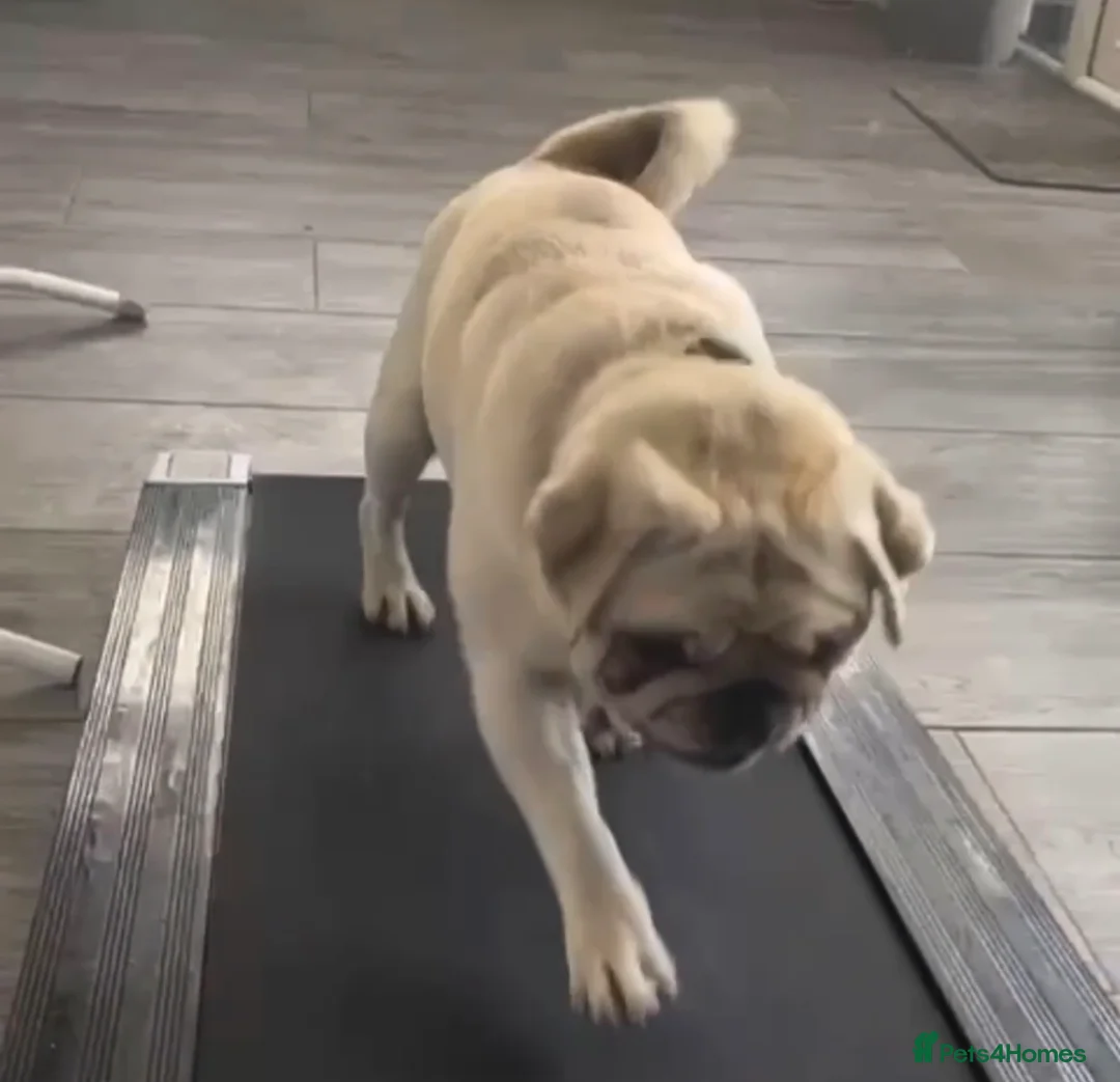 Mixed Breed dogs for sale: Rehoming - Chow Chow & two Pugs  - Advert 14