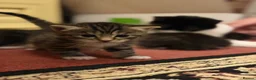 Mixed Breed cats for sale: Tabby kittens  in Northwich - Advert 8