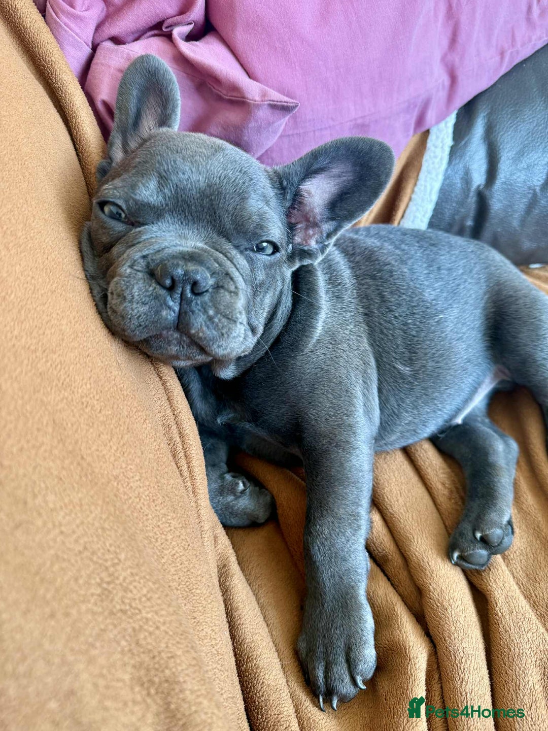 French Bulldog dogs for sale: 💔 Looking for a New Home - Image 3