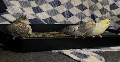 Cockatiels birds Baby hand reared cockatiels  - Advert 5