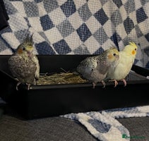 Cockatiels birds Baby hand reared cockatiels - Advert 1