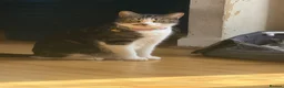 Mixed Breed cats for sale: Kittens for sale  - Advert 1