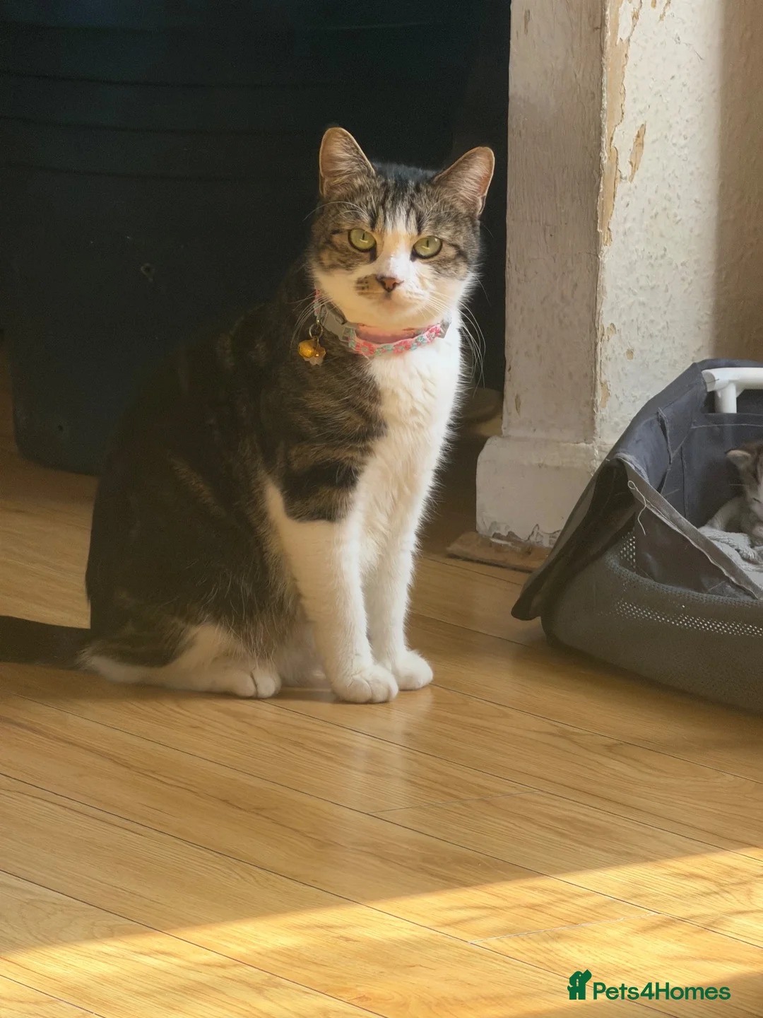 Mixed Breed cats for sale: Kittens for sale  - Advert 1