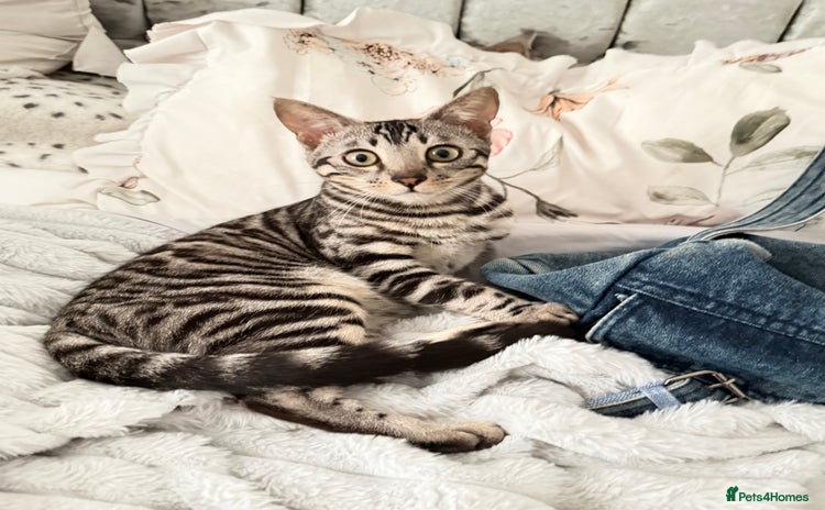 Bengal cats 🖤 TICA REGISTERED 🔥 ONLY 1 LEFT 🩶  - Advert 7