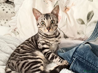 Bengal cats 🖤 TICA REGISTERED 🔥 ONLY 1 LEFT 🩶 - Advert 8
