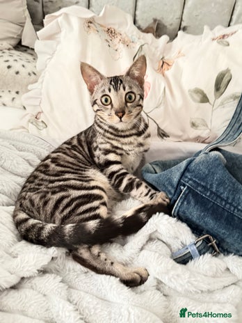 Bengal cats 🖤 TICA REGISTERED 🔥 ONLY 1 LEFT 🩶 - Advert 7