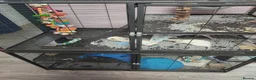 Rat rodents for sale: 2 male rats with cage and accessories  in Leigh-on-Sea - Advert 4