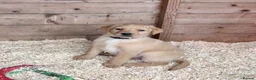 Labrador Retriever dogs for sale: Labrador Puppies - Advert 16
