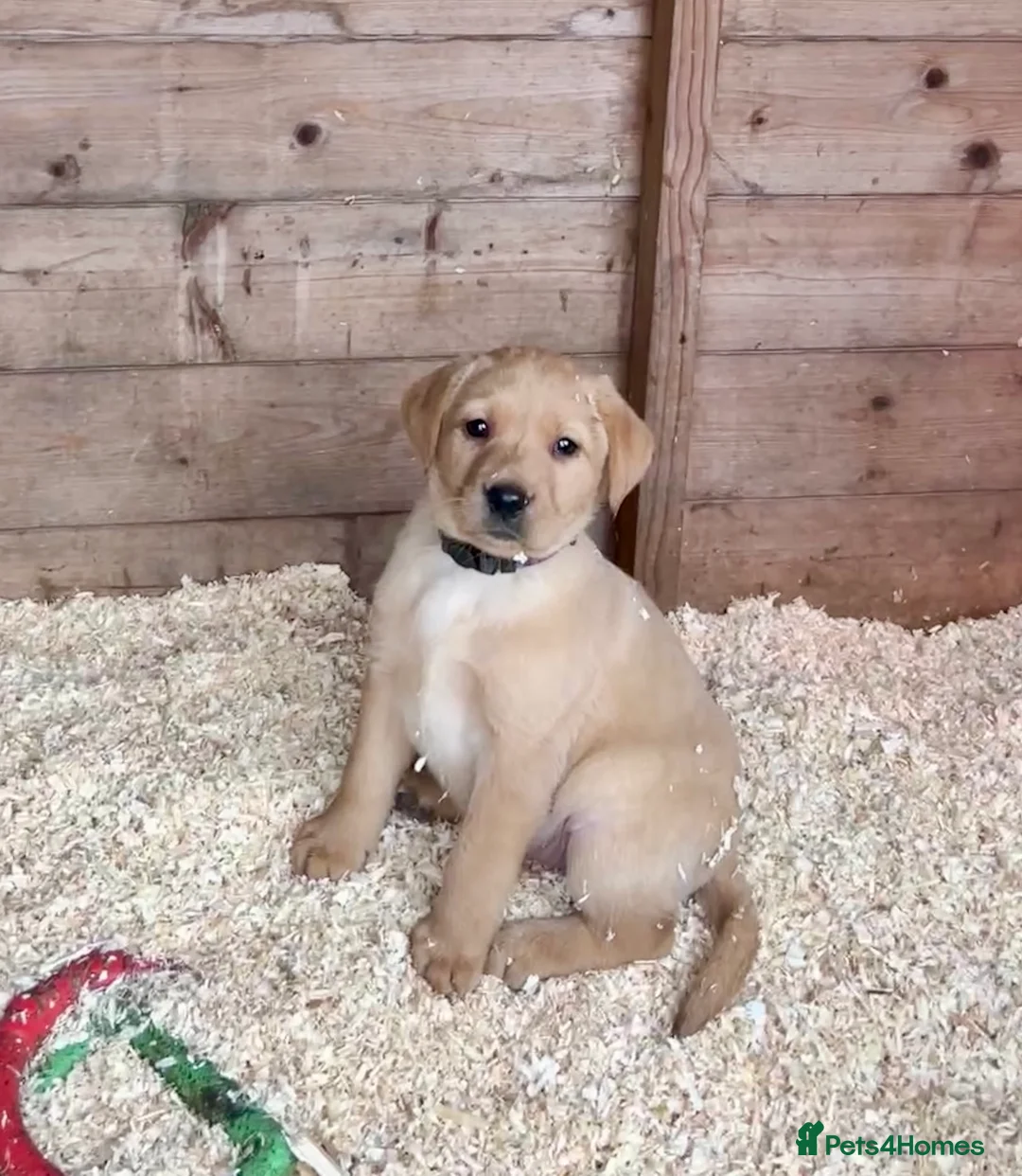 Labrador Retriever dogs for sale: Labrador Puppies - Advert 16