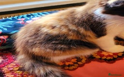 Mixed Breed cats for sale:  Rare Cinnamon Calico girl  - Advert 9