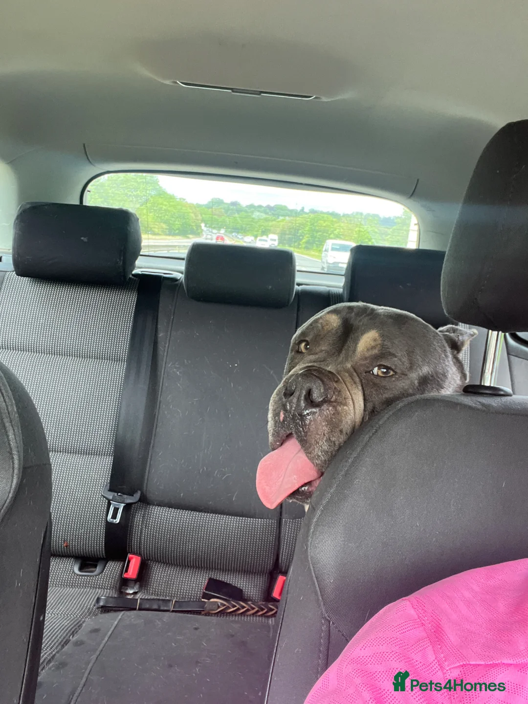 American Bulldog dogs for sale: Pocket bully  - Advert 2