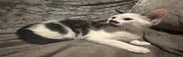 Domestic Shorthair cats for sale: 2 Gorgeous, Semi-Long haired, 11 week old Siblings - Advert 10