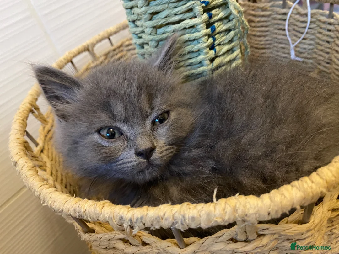 Mixed Breed cats for sale: REDUCED Beautiful BSH CROSS MAINE COON - Advert 8