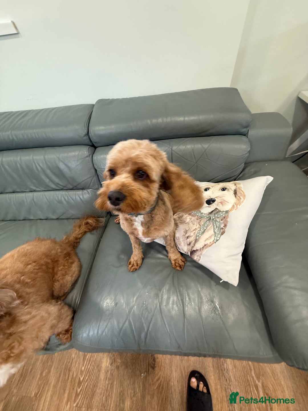 Cavapoo dogs for sale: I'm looking for a new home.  - Image 3