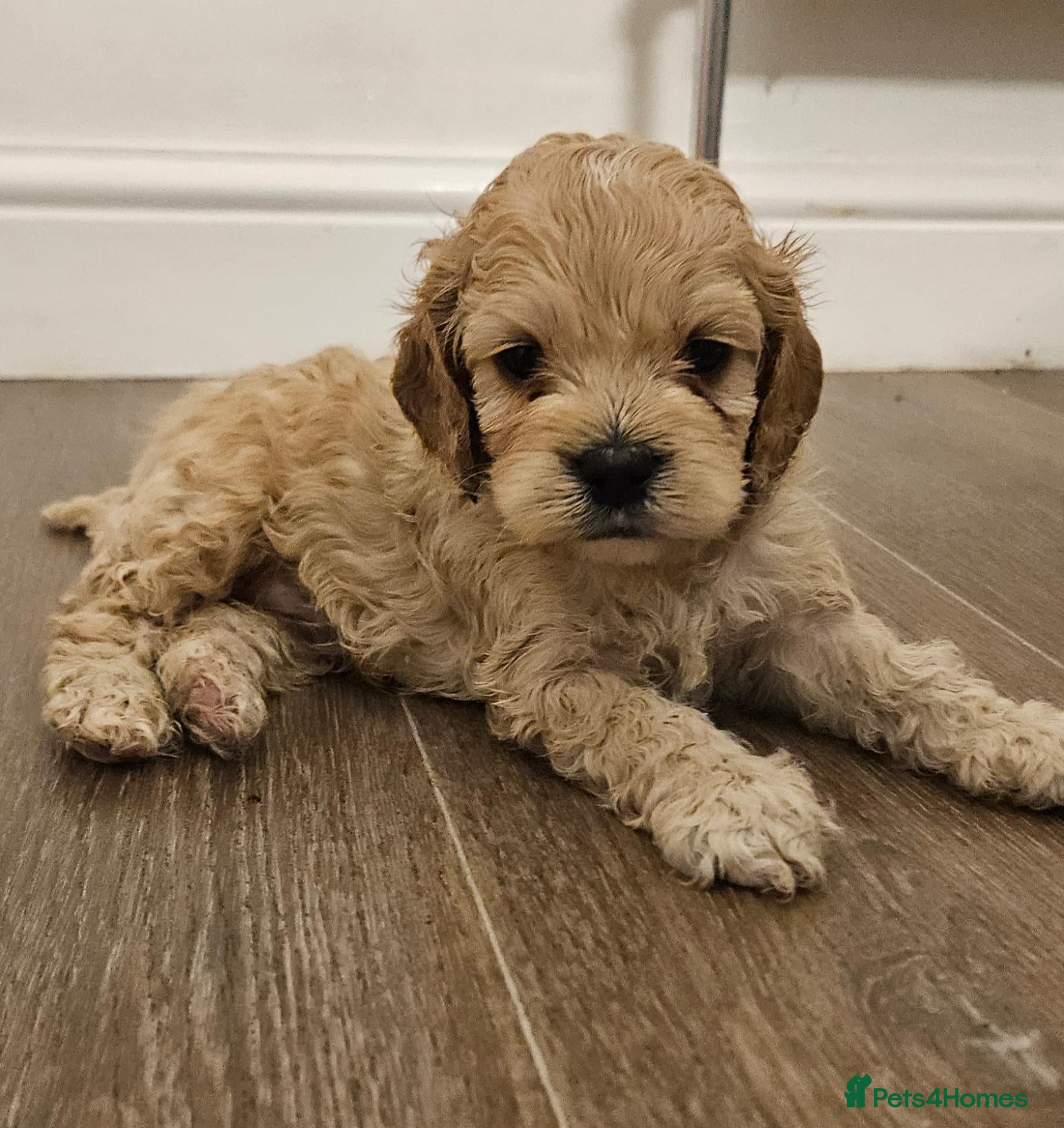 Cockapoo dogs extensively DNA tested American cockerpoo  - Advert 12