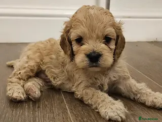 Cockapoo dogs F1b extensively DNA tested American cockerpoo - Advert 1