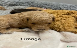 Cockapoo dogs for sale: Cockapoo genetic & health 5⭐️ Chocolate apricot - Image 2