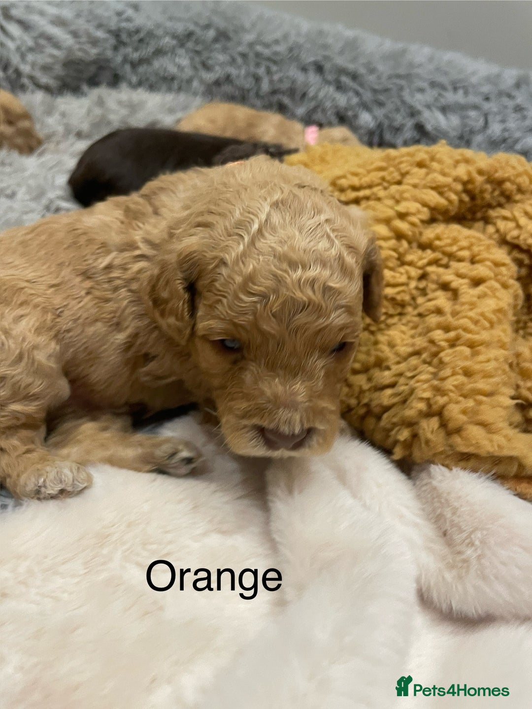 Cockapoo dogs for sale: Cockapoo genetic & health 5⭐️ Chocolate apricot - Image 2