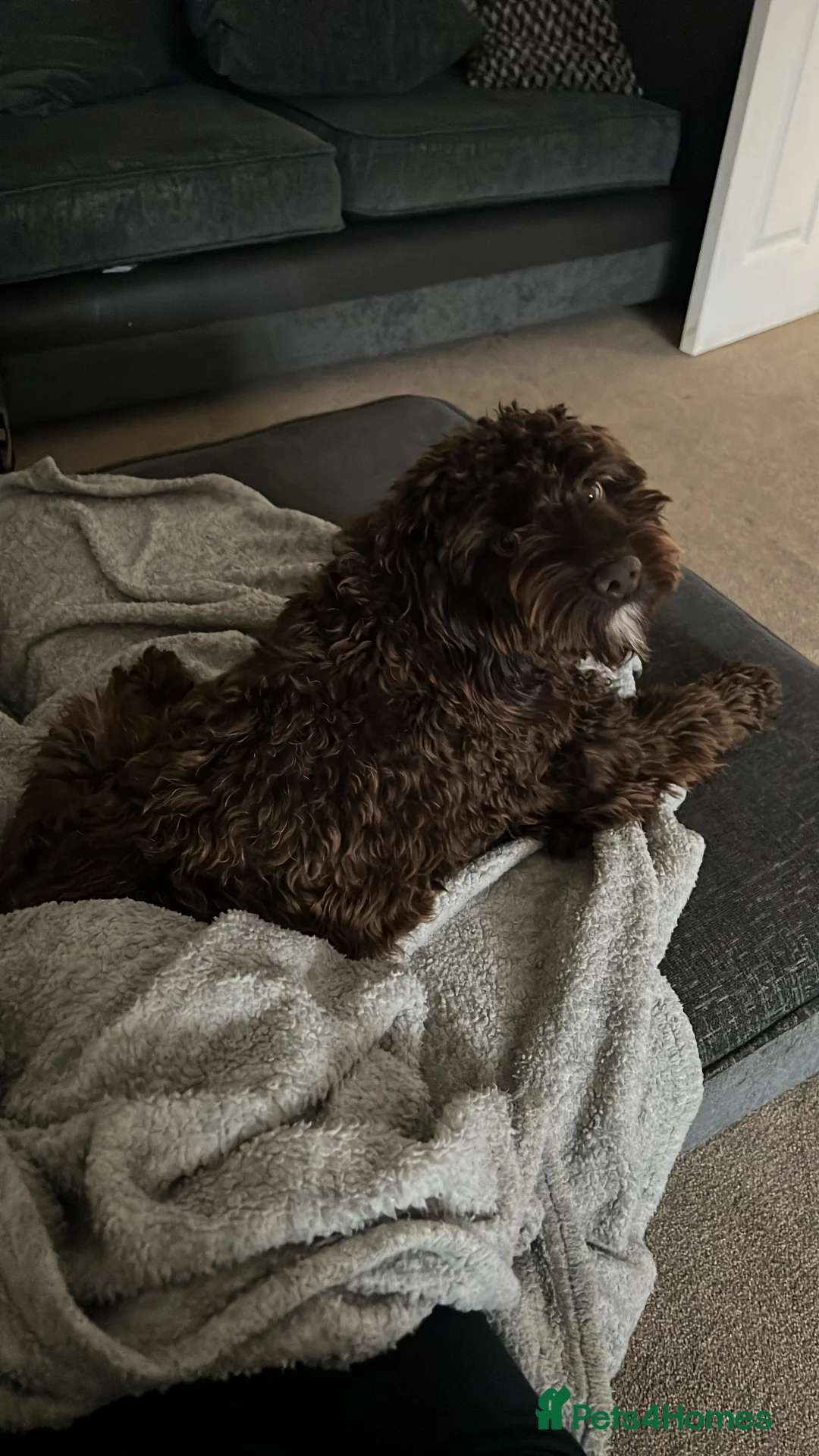 Cockapoo dogs for sale: cockapoos for rehoming. 16 months  - Advert 7