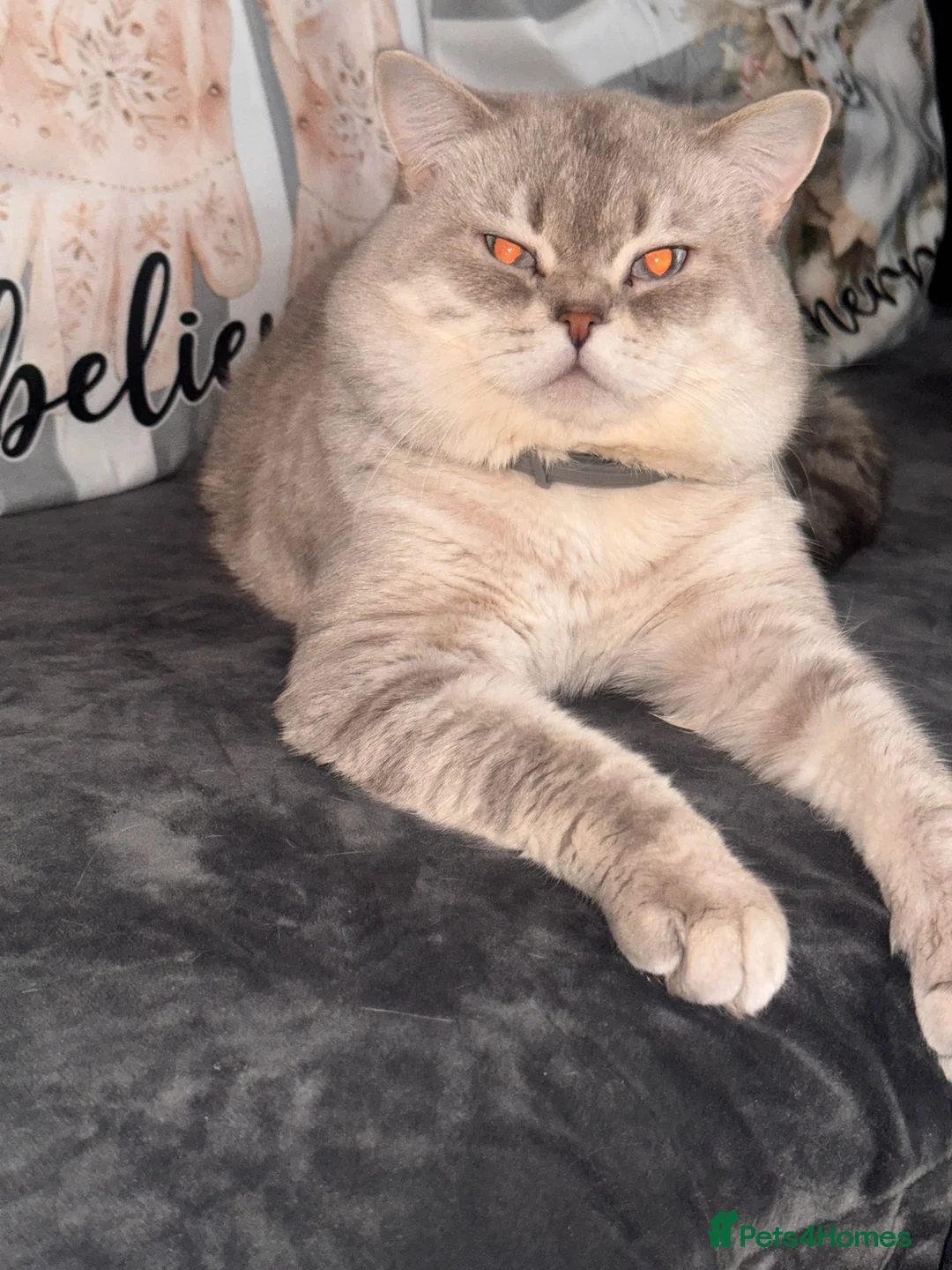 Scottish Fold cats for sale: Scottish fold kittens in Leicester - Advert 2