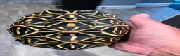 Tortoise reptiles for sale: Indian star tortoise  - Advert 2