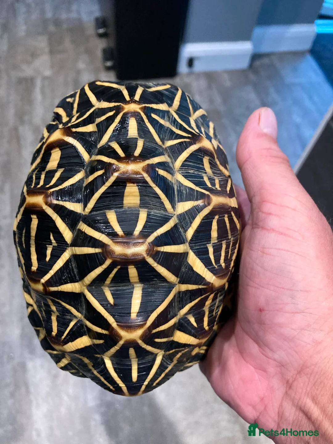 Tortoise reptiles for sale: Indian star tortoise  - Advert 2