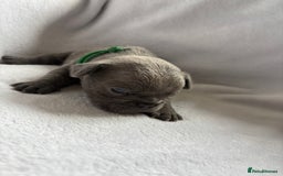 French Bulldog dogs for sale: FLUFFY frenchies puppies  - Image 2