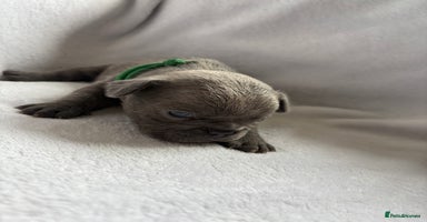 French Bulldog dogs - Advert 4