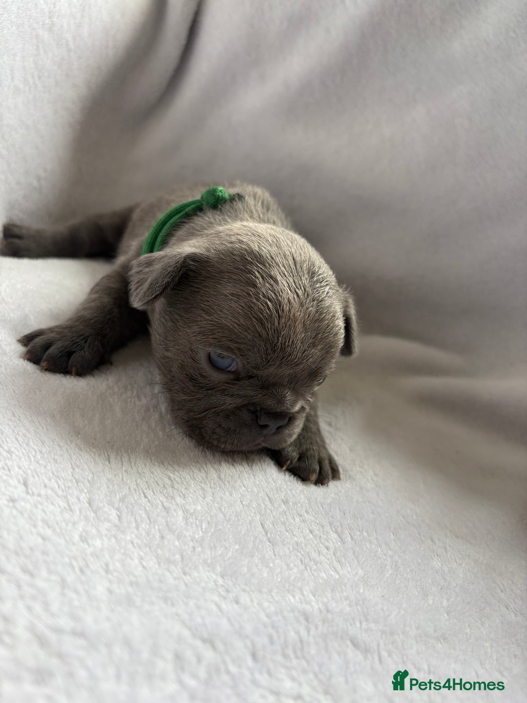 French Bulldog dogs for sale: FLUFFY frenchies puppies  - Image 2