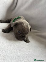 French Bulldog dogs - Advert 2