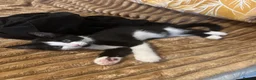 Mixed Breed cats for sale: For sale! in Maidstone - Advert 9